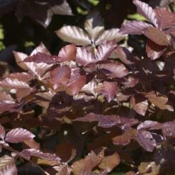 Fagus Sylvatica 'Purpurea'
