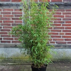 Fargesia Murielae 'Brillant' -S-