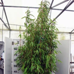 Fargesia Murielae 'Standing Stone' -S-