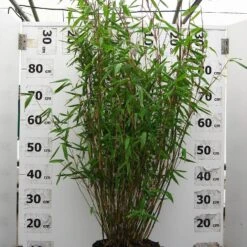 Fargesia Murieliae 'Eike'