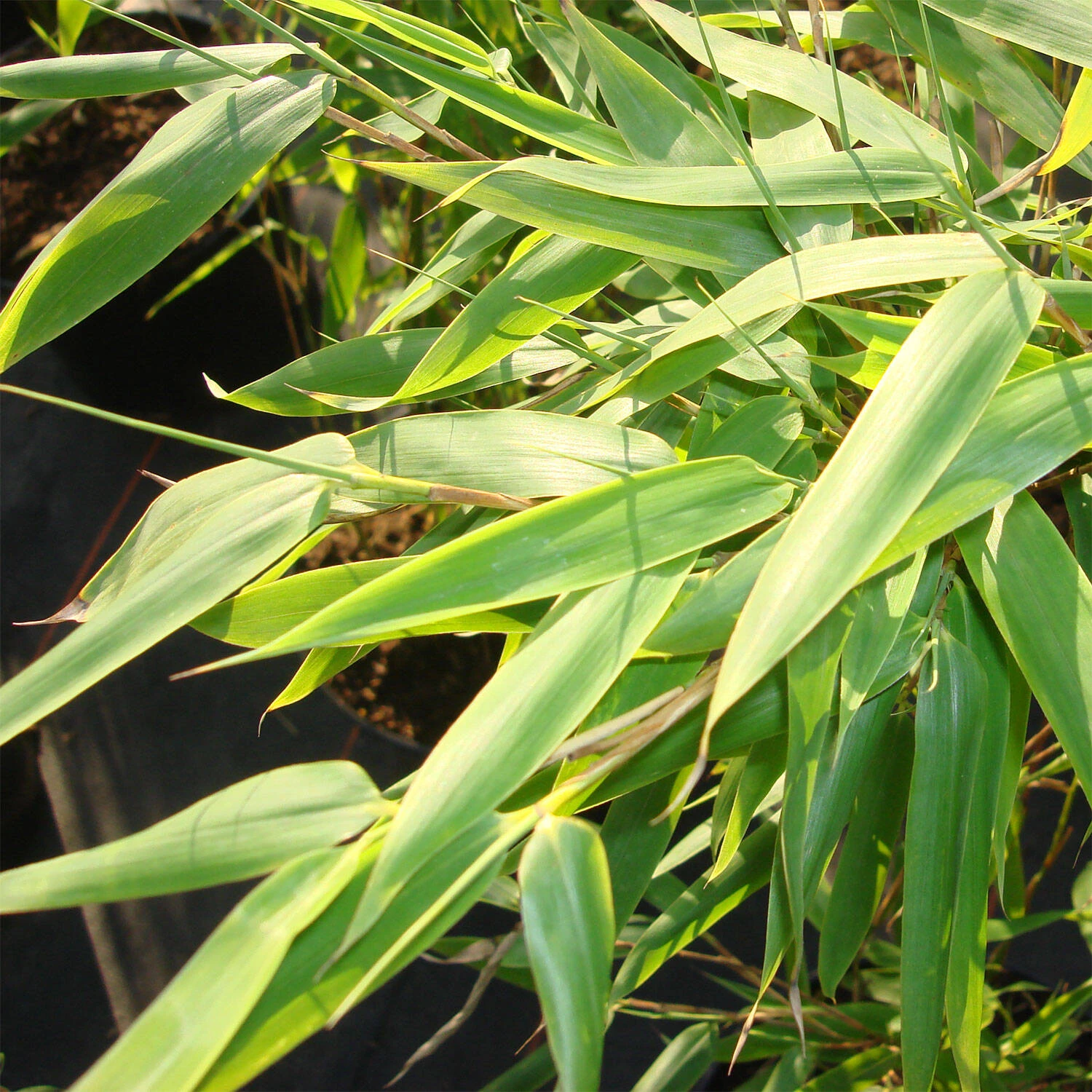 Fargesia Murieliae 'Jumbo' - Image 2