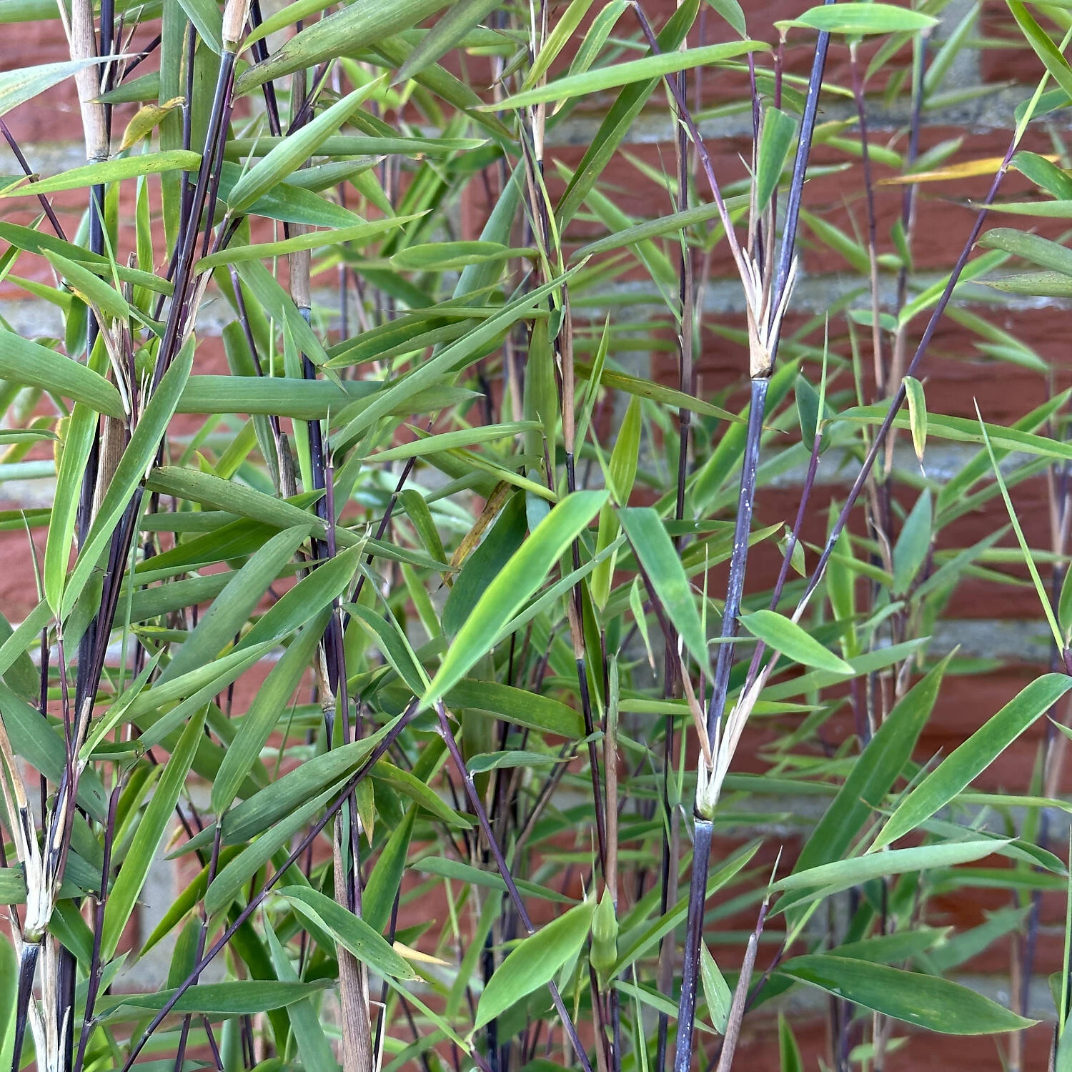 Fargesia Nitida 'Black Pearl' - Image 2