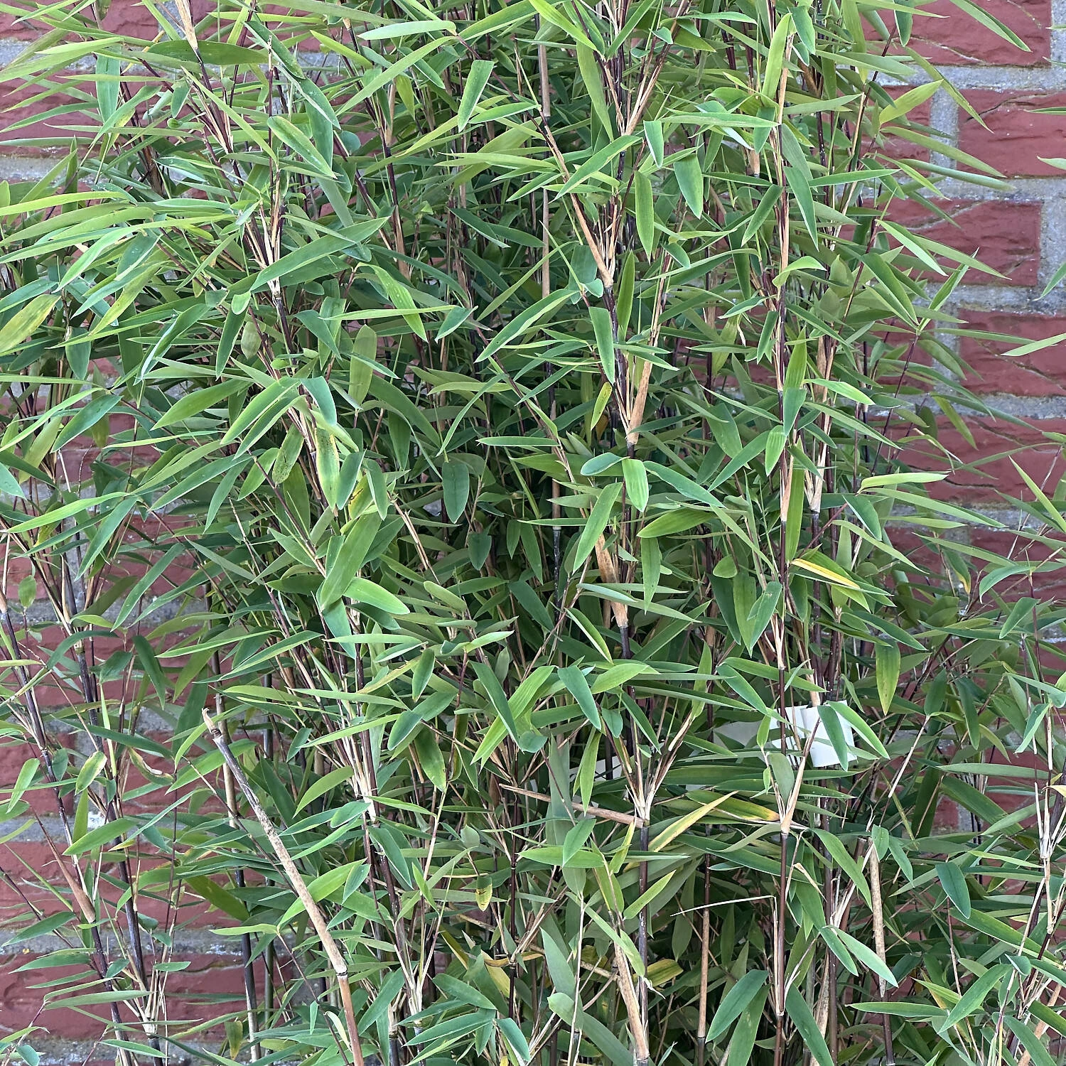 Fargesia Nitida 'Volcano'