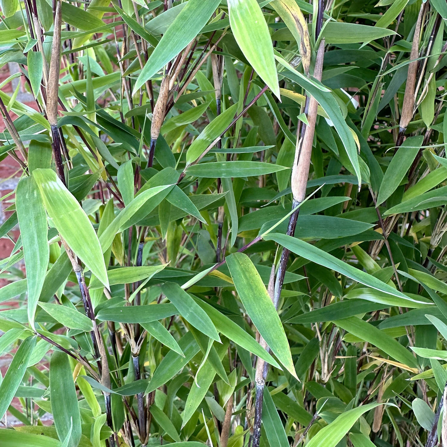 Fargesia Nitida 'Volcano' - Image 2