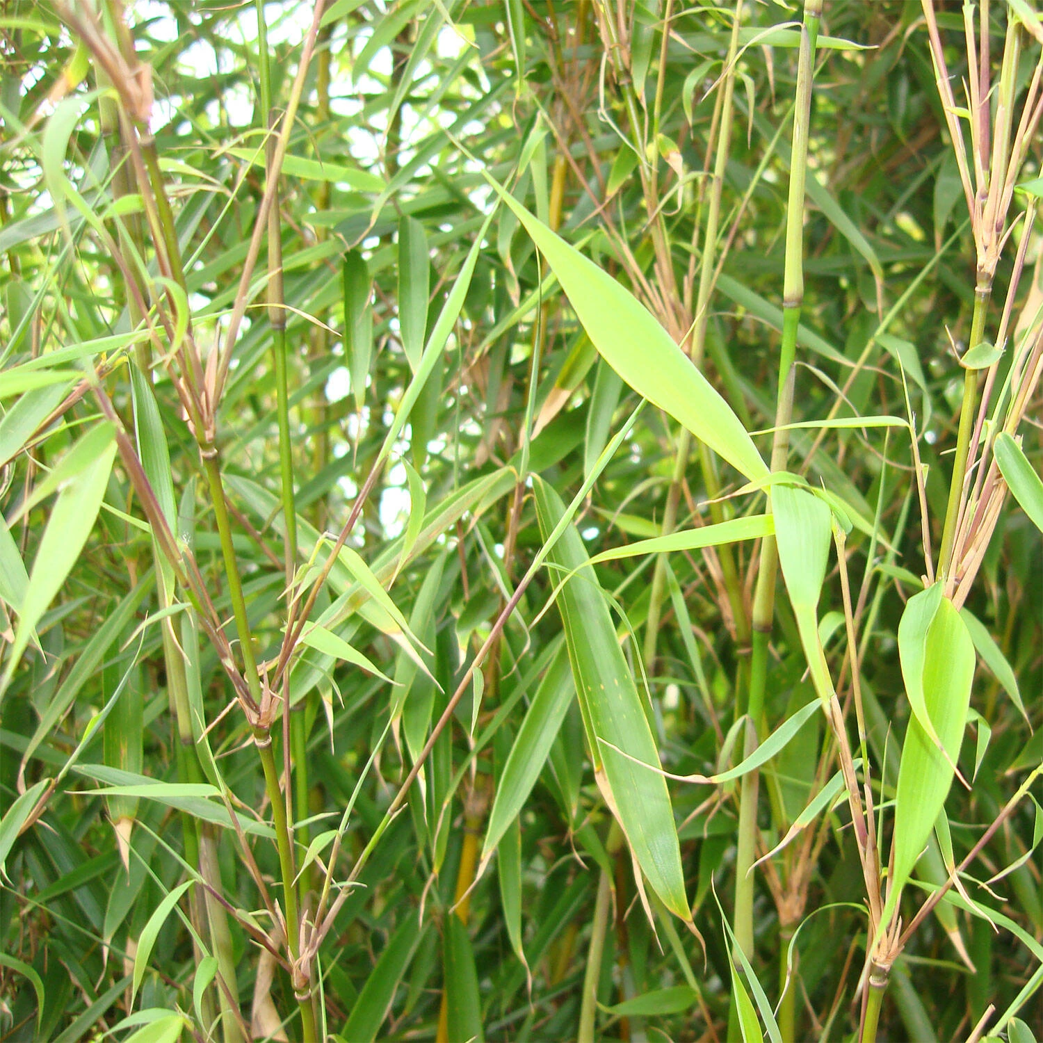 Fargesia Robusta 'Campbell' - Image 2