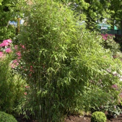 Fargesia Scabrida 'Asian Wonder'