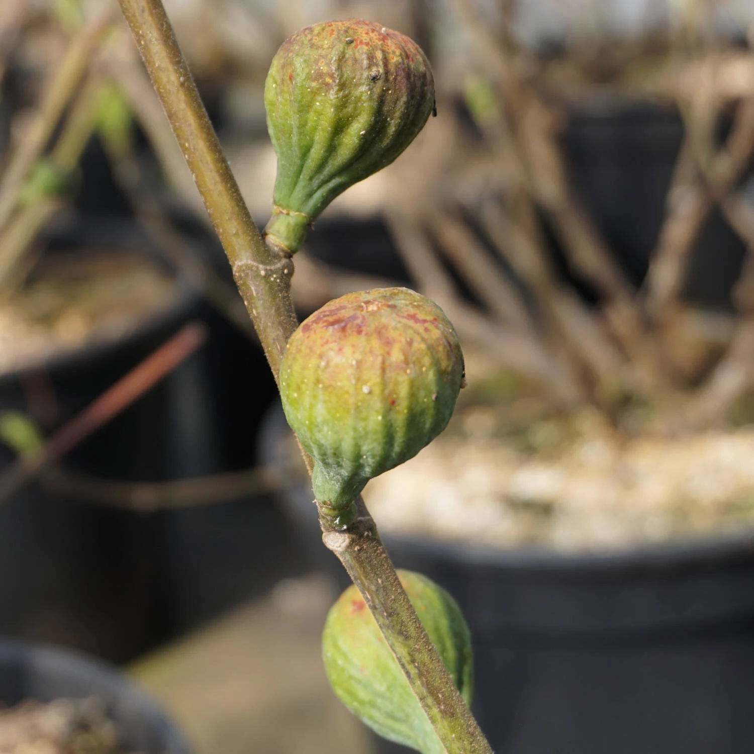 Ficus Carica 'Firoma' - Image 2