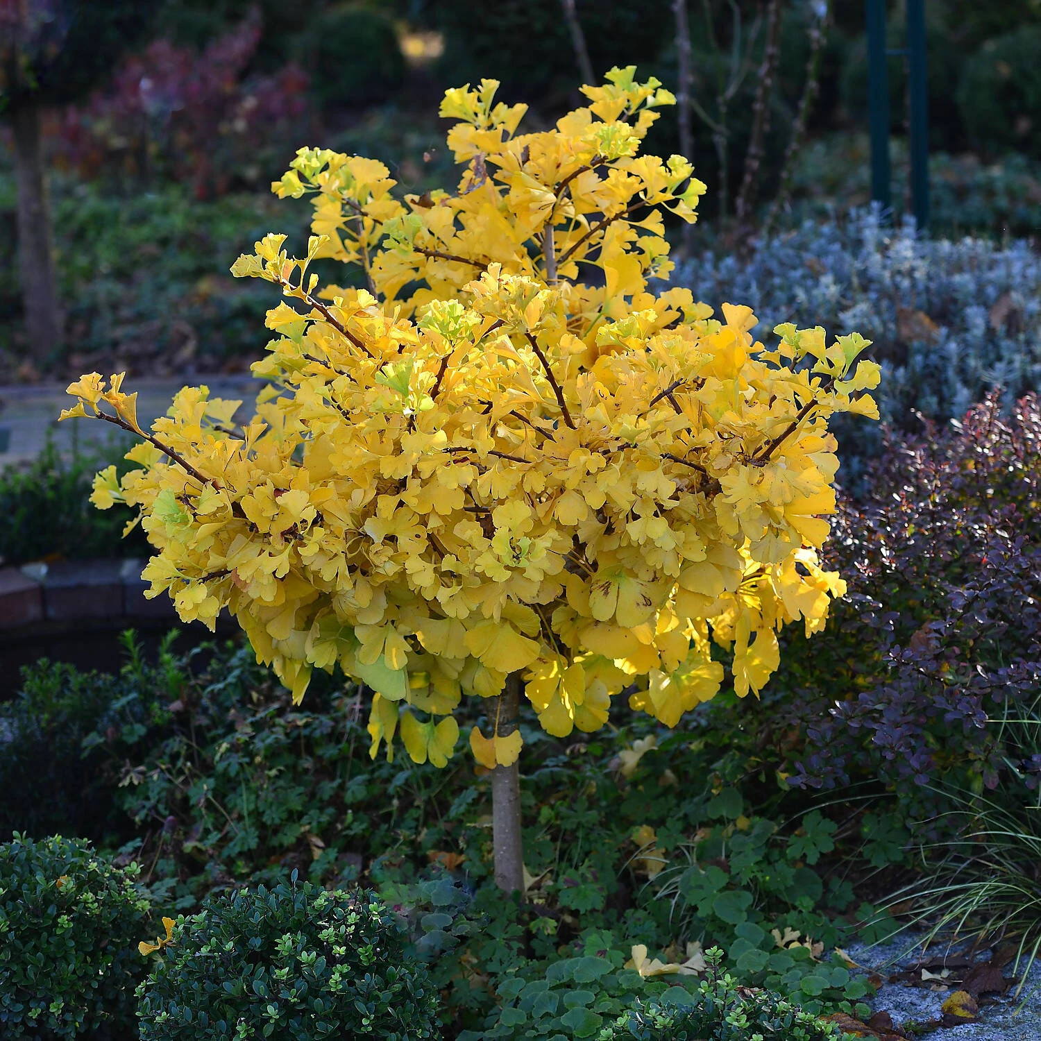 Ginkgo Biloba 'Mariken' - Image 2