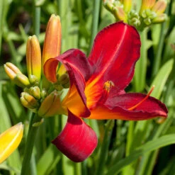 Hemerocallis 'Rotes Rathaus'