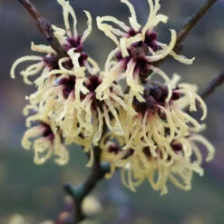 Hamamelis X Intermedia 'Primavera'