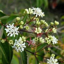 Heptacodium Miconioides
