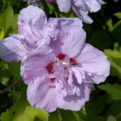Hibiscus Syriacus 'Ardens'