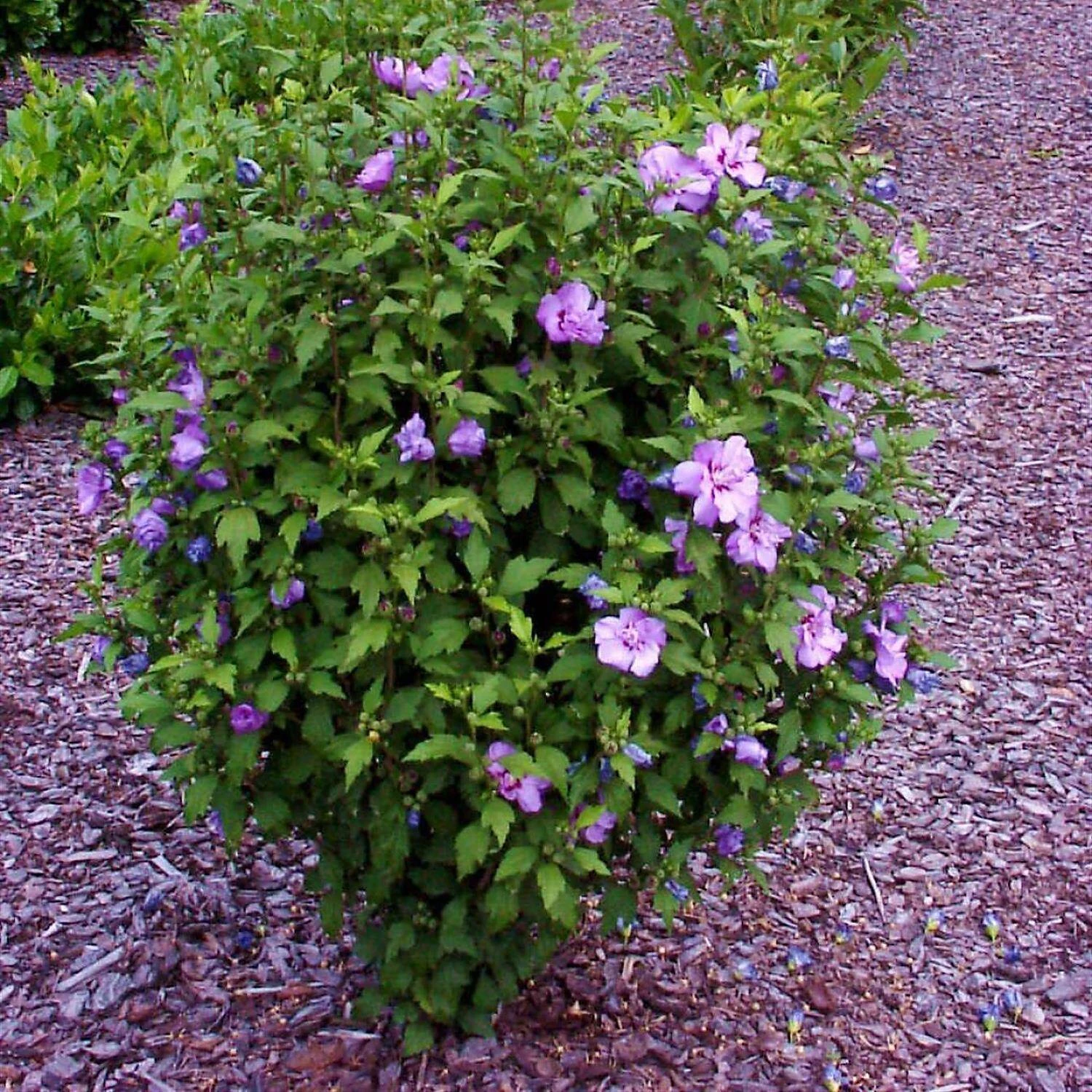 Hibiscus Syriacus 'Ardens' - Image 2
