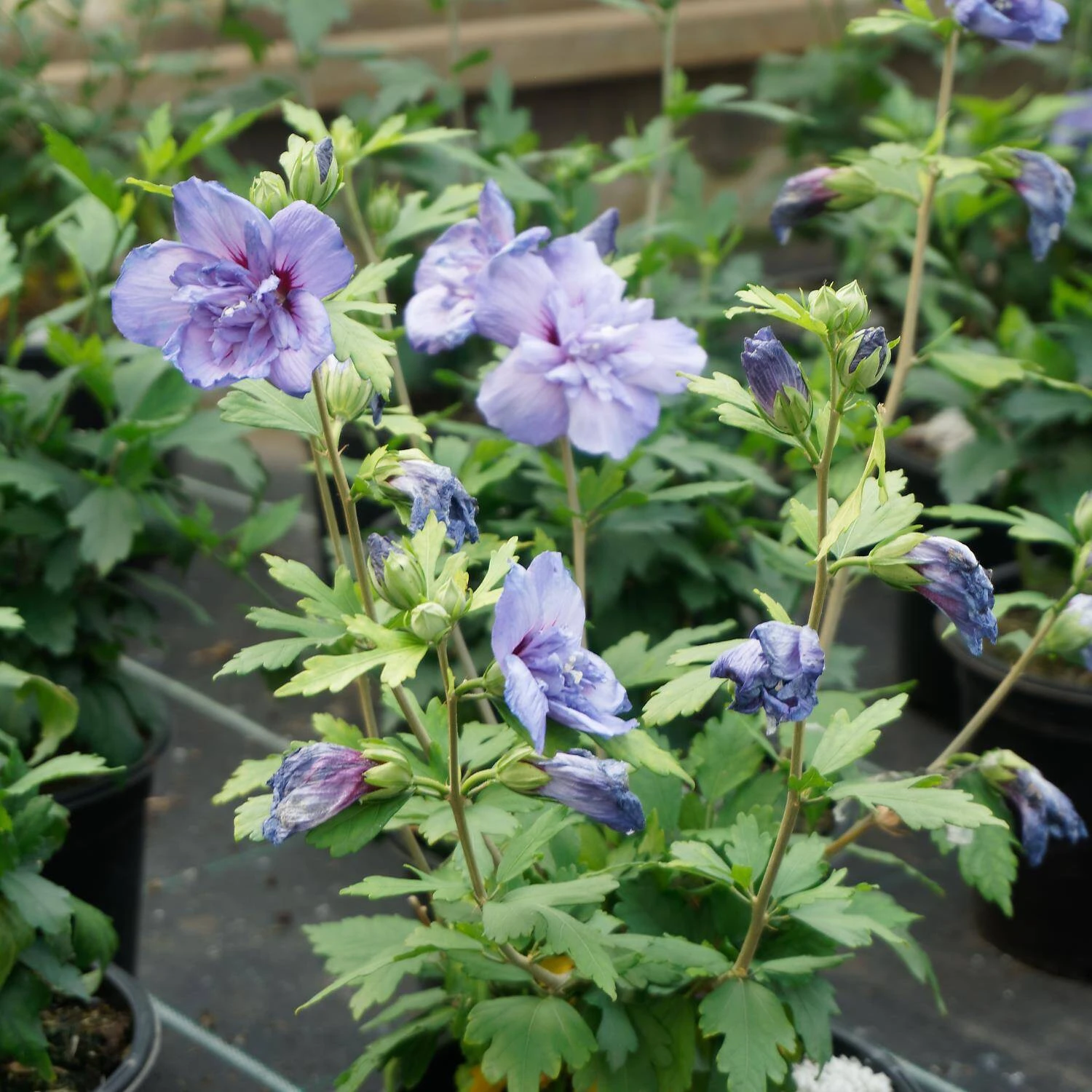 Hibiscus Syriacus 'Blue Chiffon' ® - Image 2