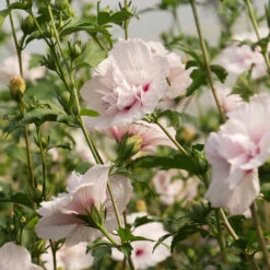 Hibiscus Syriacus 'China Chiffon'