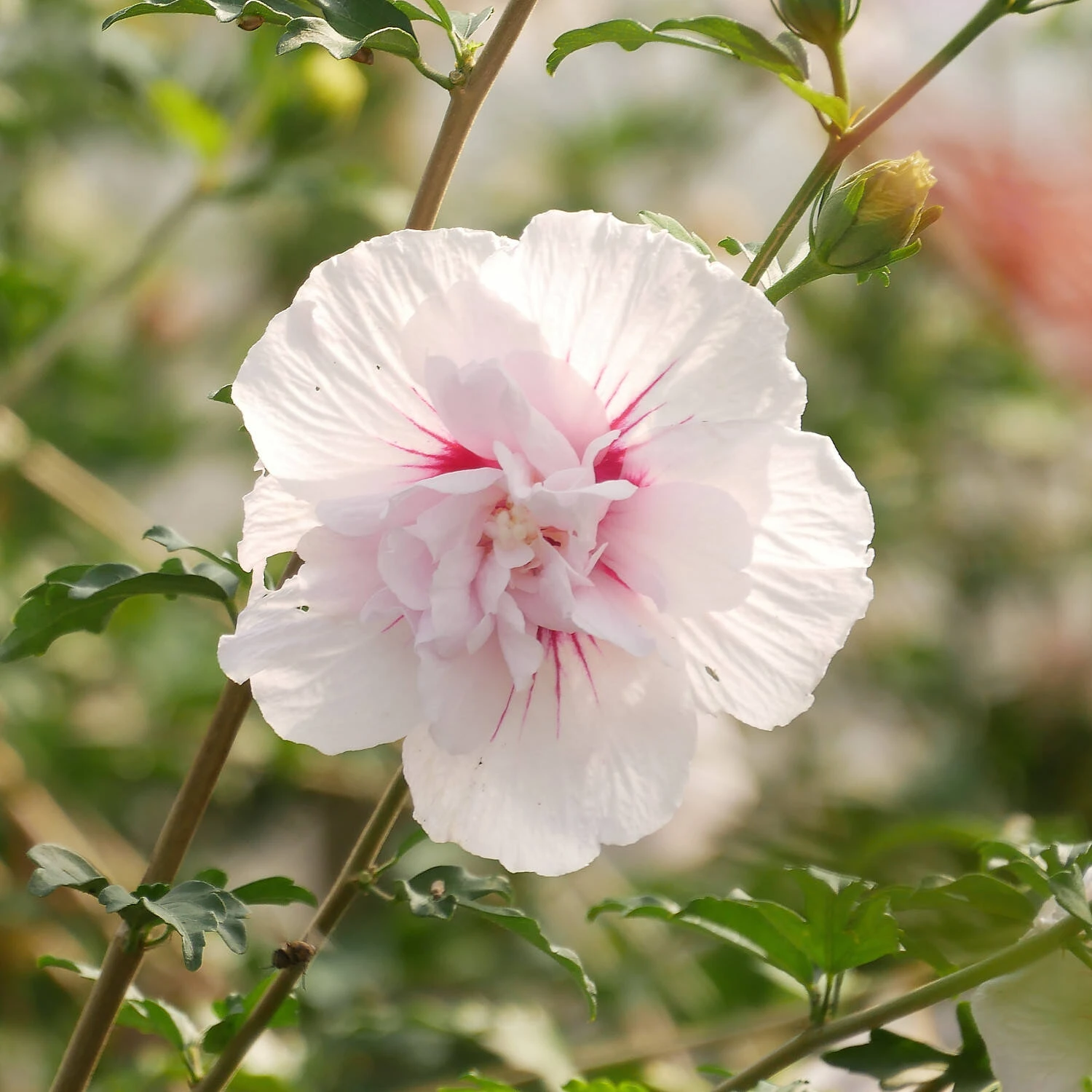 Hibiscus Syriacus 'China Chiffon' - Image 2