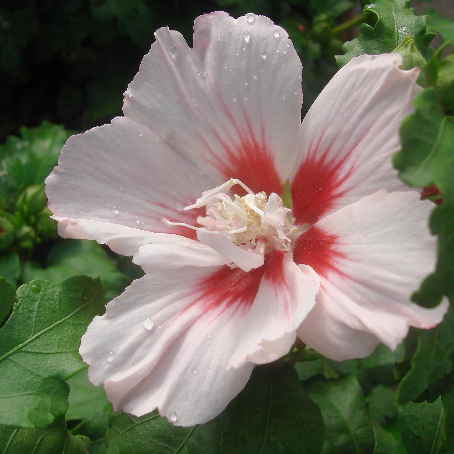 Hibiscus Syriacus 'Hamabo' - Image 2