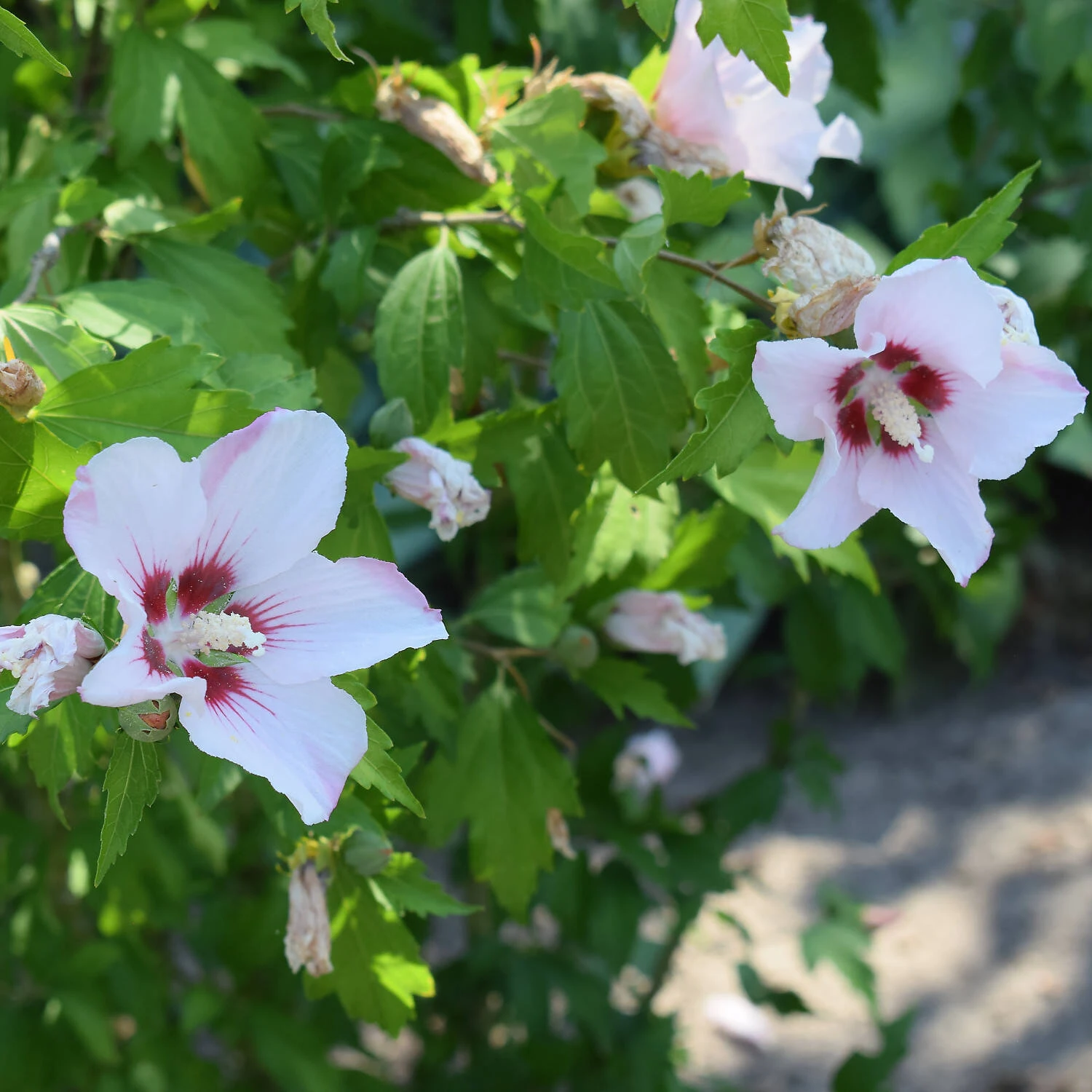 Hibiscus Syriacus 'Hamabo' - Image 3