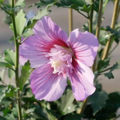 Hibiscus Syriacus 'Maike'