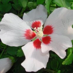Hibiscus Syriacus 'Mathilda'