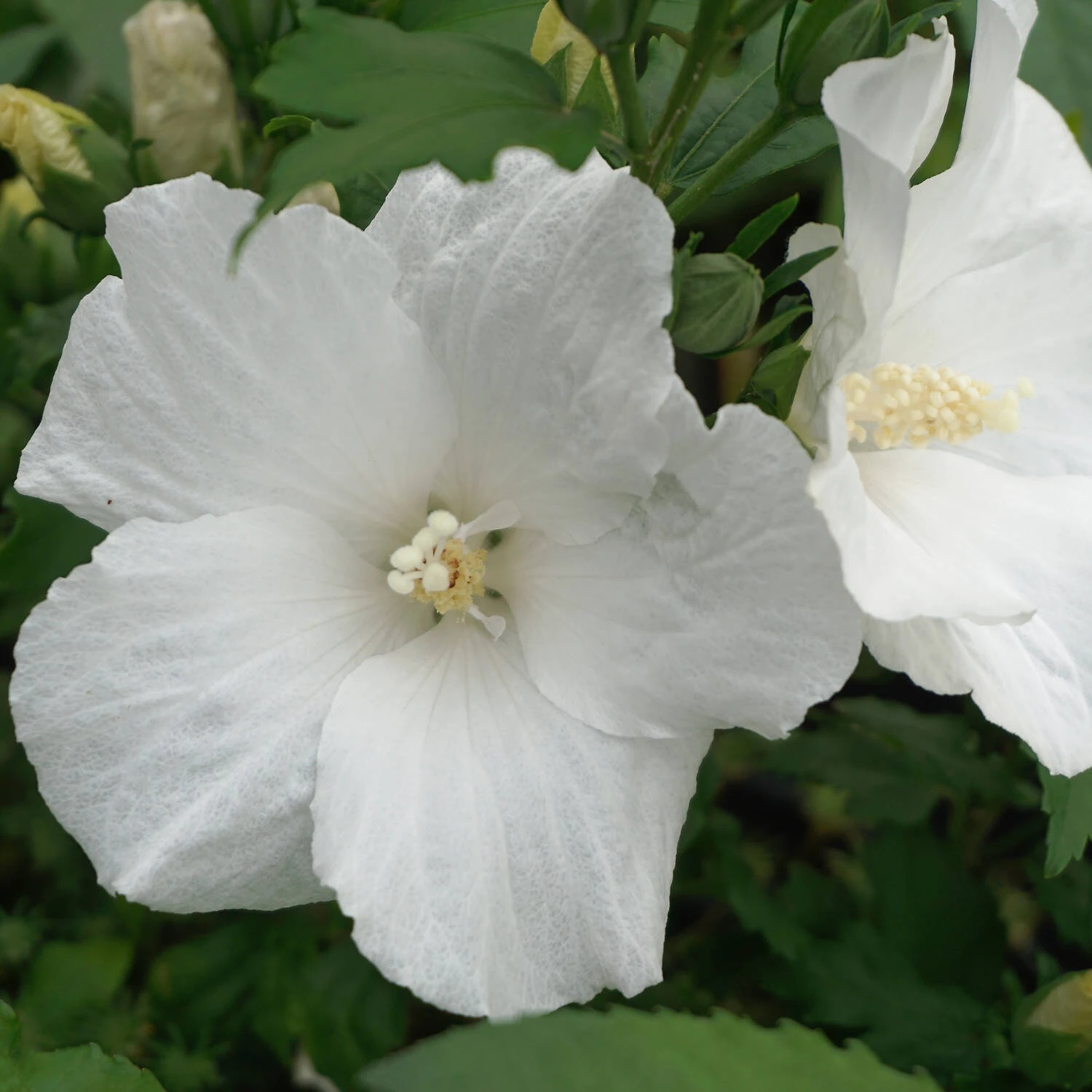 Hibiscus Syriacus 'Melwhite'