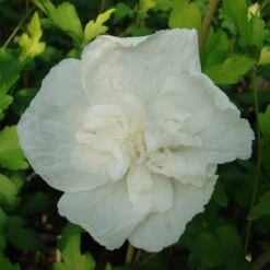 Hibiscus Syriacus 'White Chiffon'®