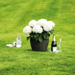 Hydrangea Macrophylla 'Hochzeits-Hortensie'®