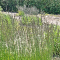 Molinia Caerulea Arundinacea 'Fontäne'