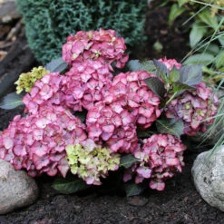 Hydrangea Macrophylla 'Baroque Angel'®