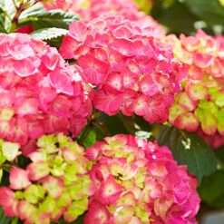 Hydrangea Macrophylla 'Diva Fiore' ® (Rosa)