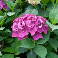 Hydrangea Macrophylla 'Leuchtfeuer'