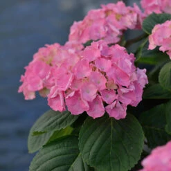Hydrangea Macrophylla 'Rosita'
