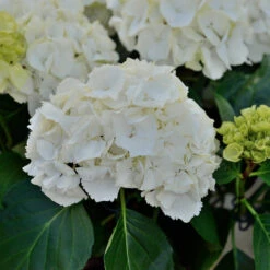 Hydrangea Macrophylla 'Schneeball'
