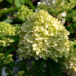 Hydrangea Paniculata 'Little Lime' ®