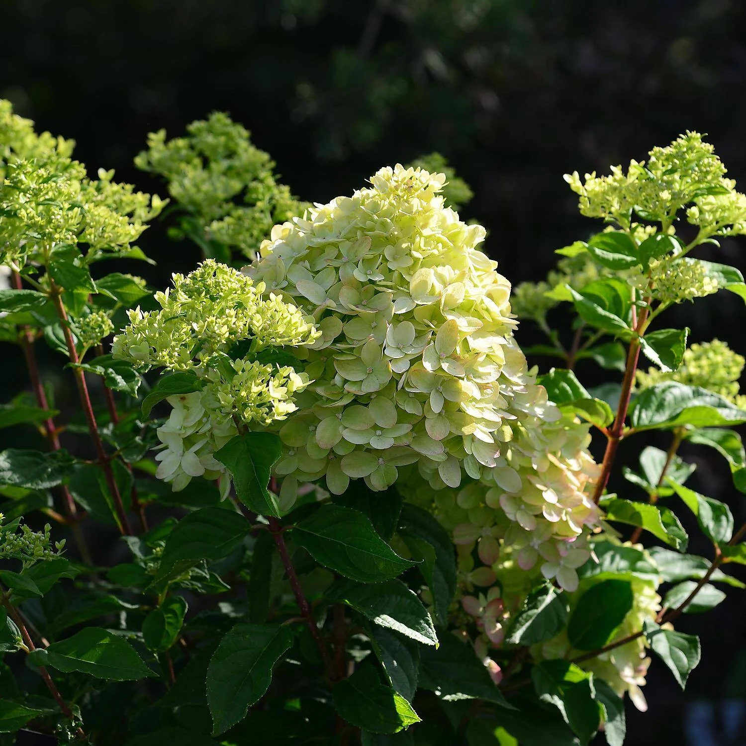 Hydrangea Paniculata 'Little Lime' ® - Image 2