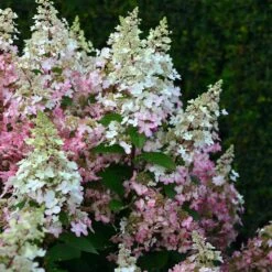 Hydrangea Paniculata 'Pinky Winky' ®