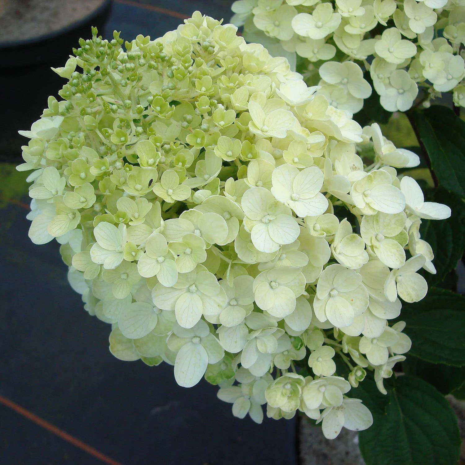Hydrangea Paniculata 'Silver Dollar'