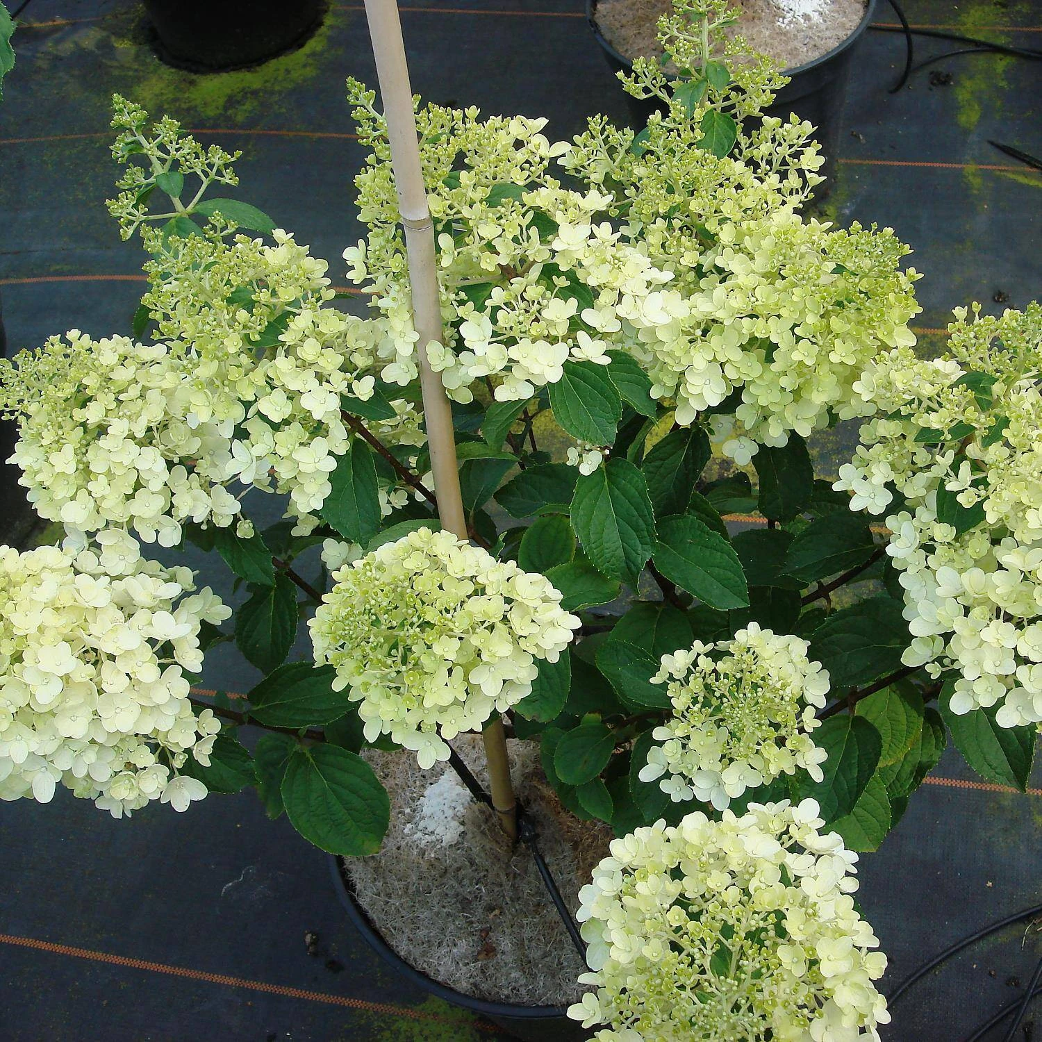 Hydrangea Paniculata 'Silver Dollar' - Image 2