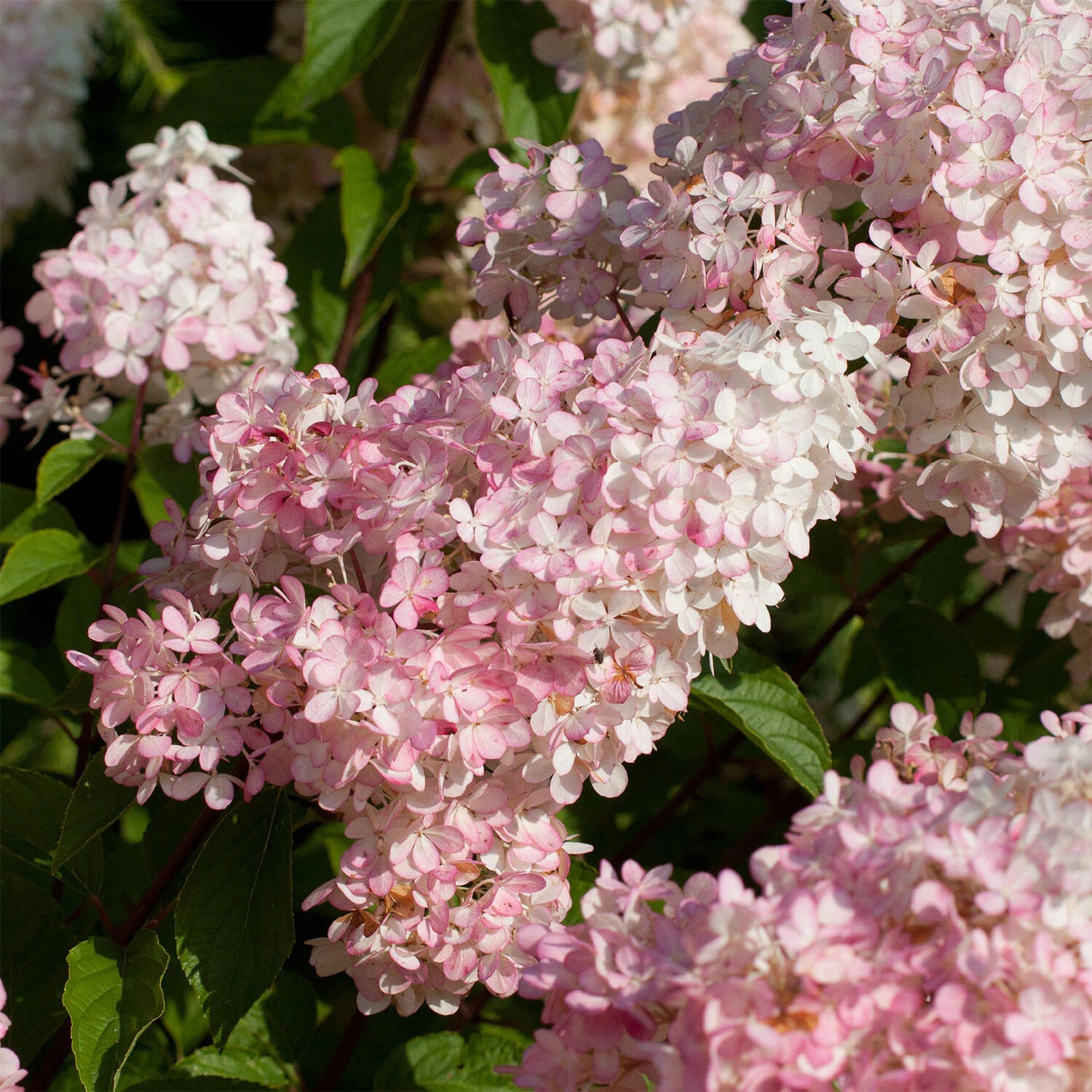 Hydrangea Paniculata 'Sundae Fraise'®