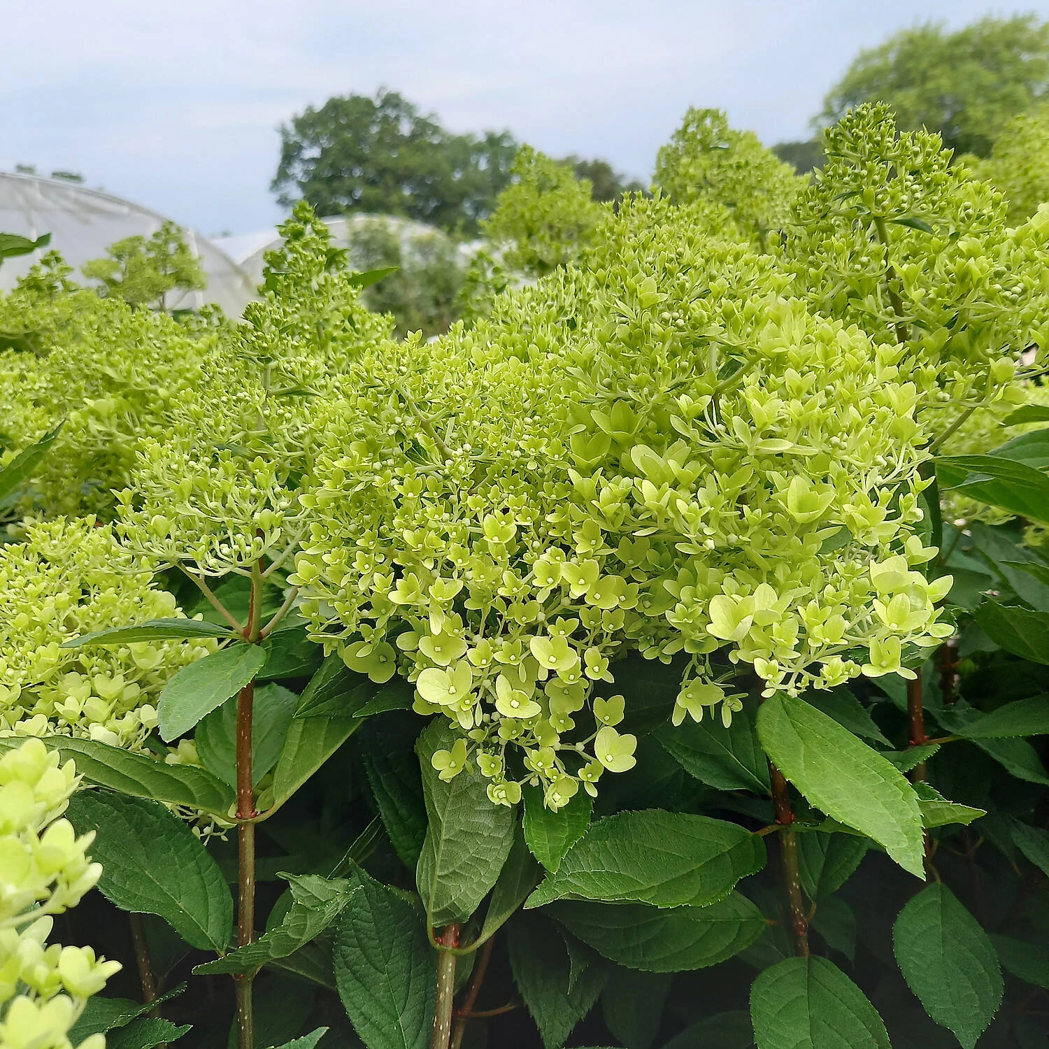Hydrangea Paniculata 'Sweet Summer' - Image 2