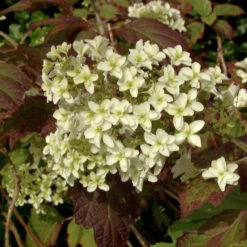 Hydrangea Quercifolia 'Snowflake'