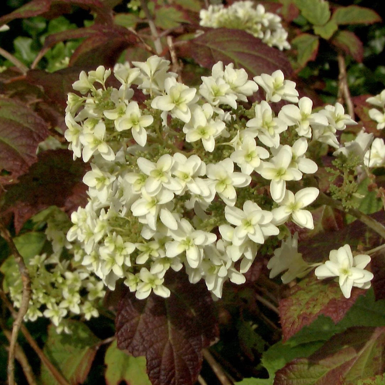 Hydrangea Quercifolia 'Snowflake'