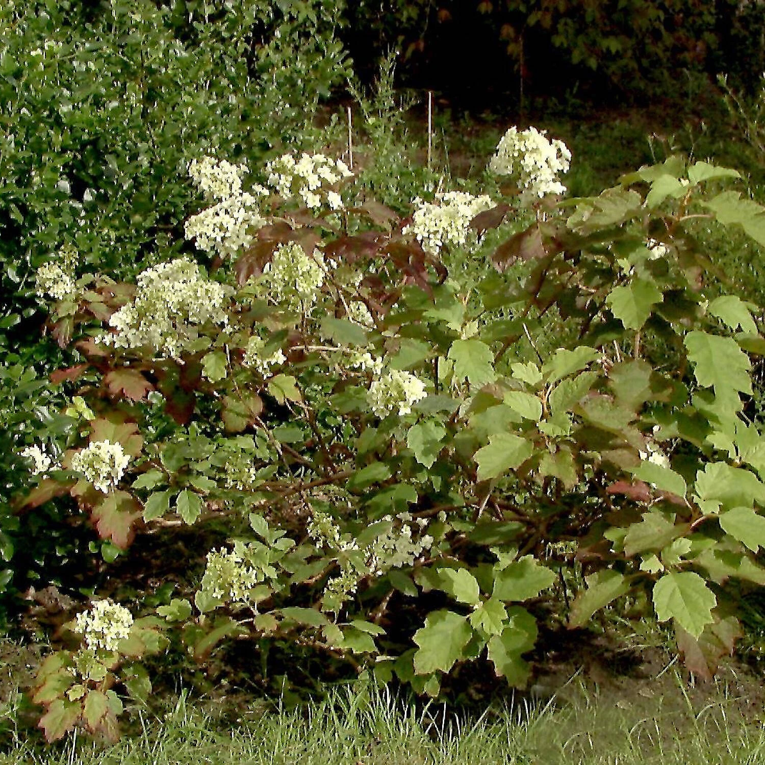 Hydrangea Quercifolia 'Snowflake' - Image 2