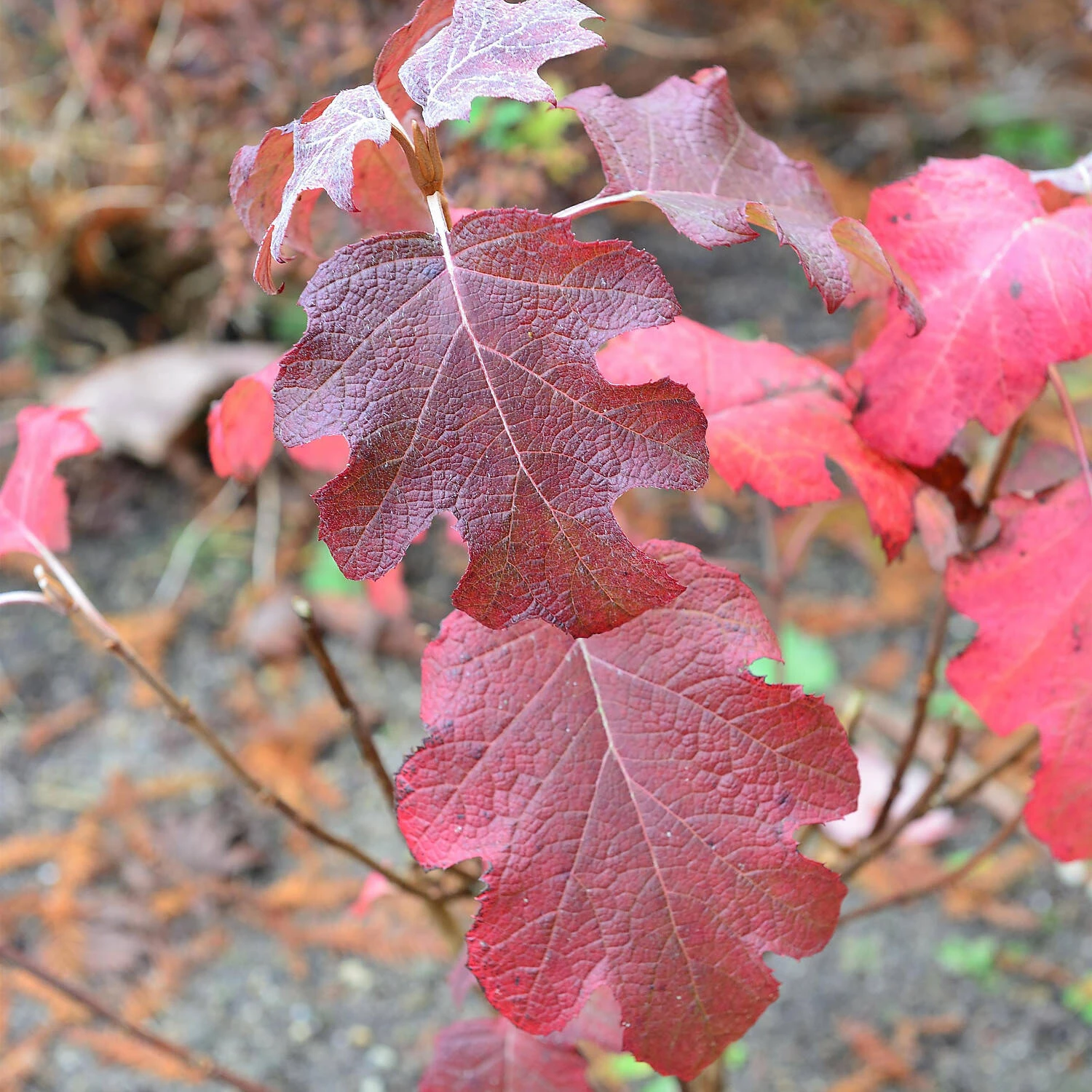 Hydrangea Quercifolia 'Snowflake' - Image 3