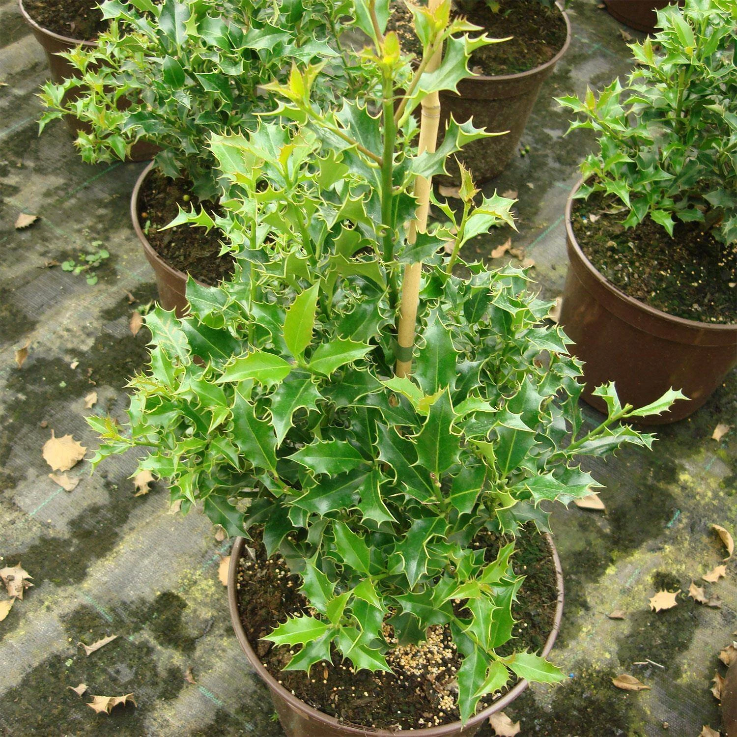Ilex Aquifolium 'Alaska'