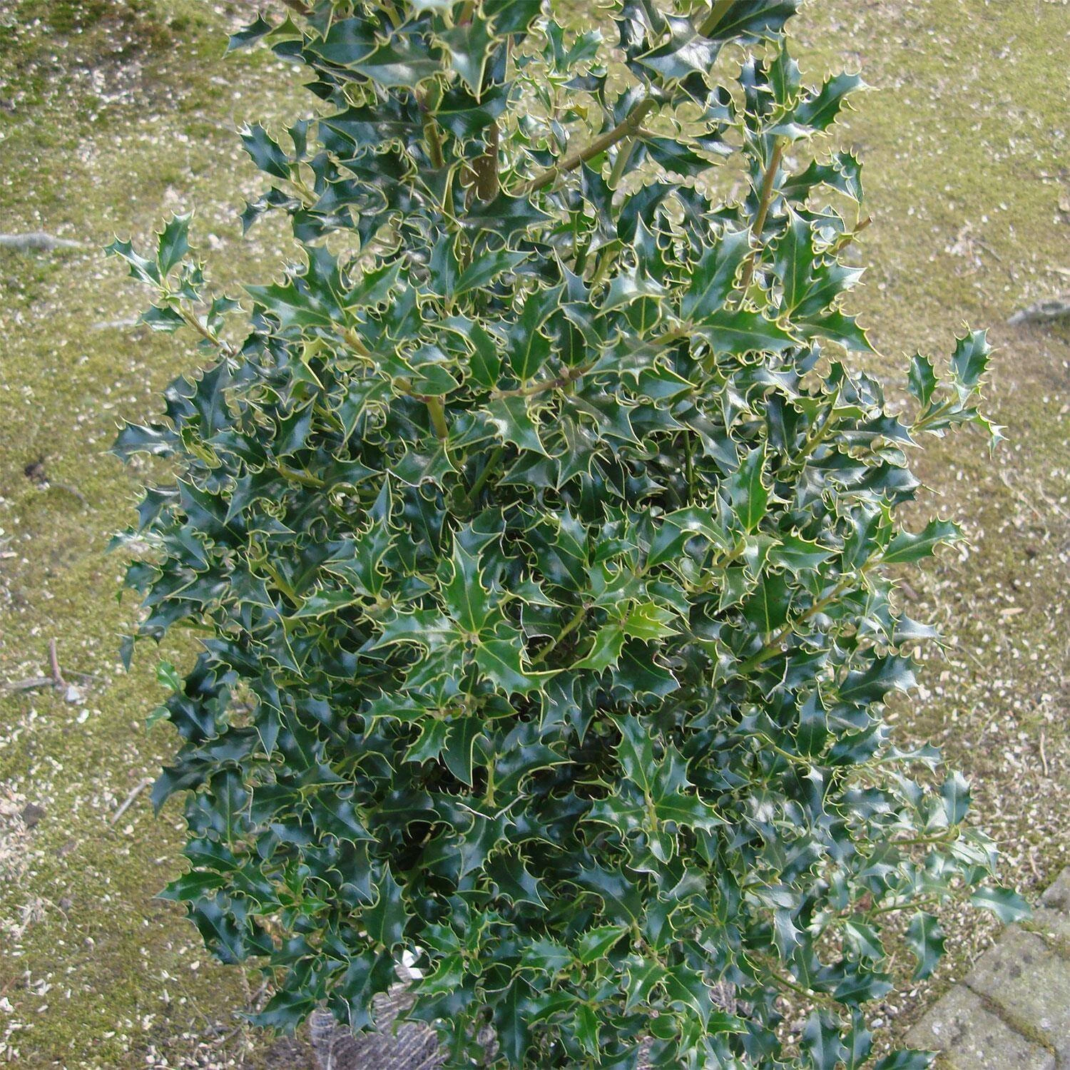 Ilex Aquifolium 'Alaska' - Image 2