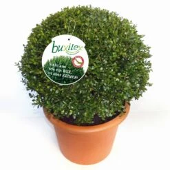 Ilex Crenata 'Buxilex'®