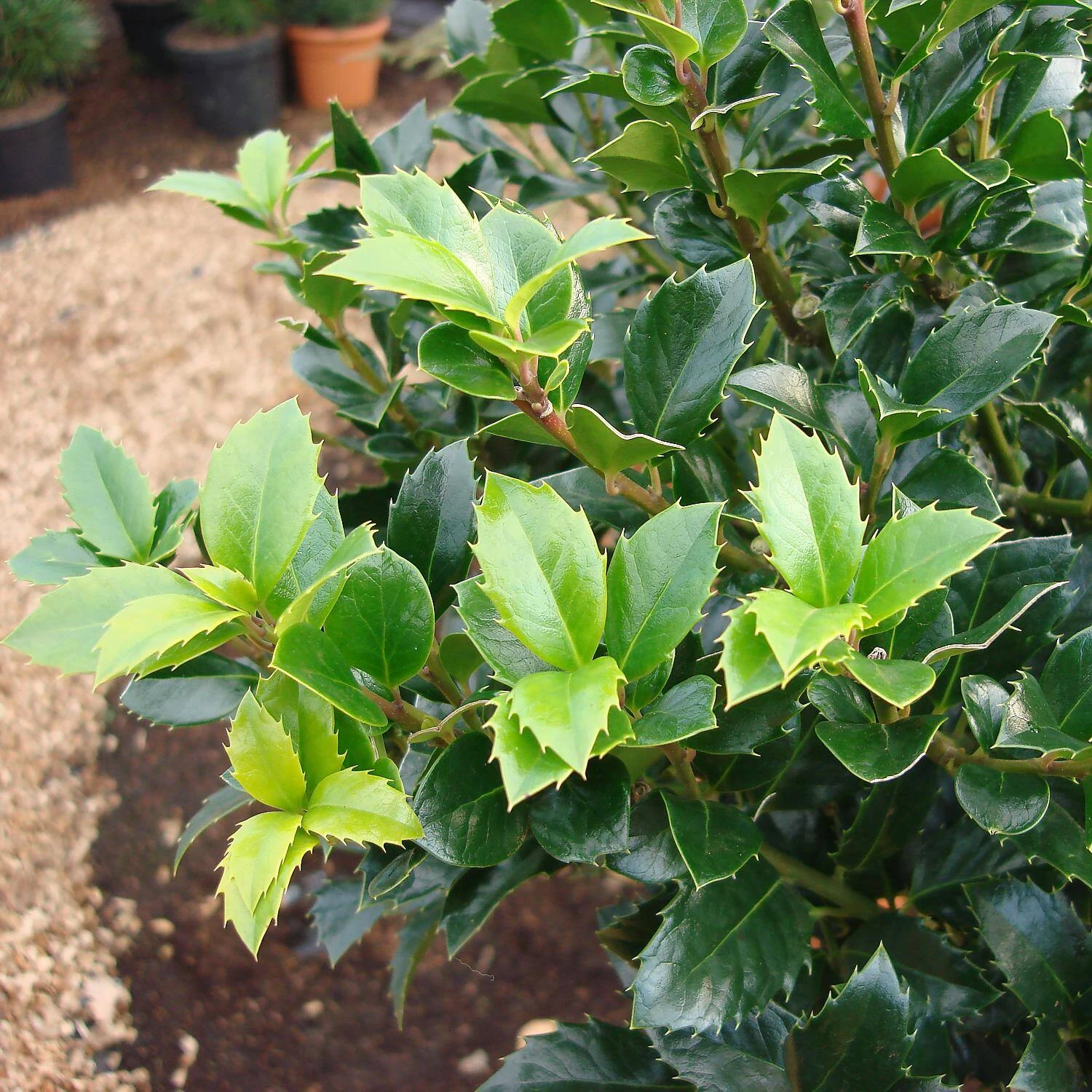 Ilex Meserveae 'Heckenfee' - Image 2