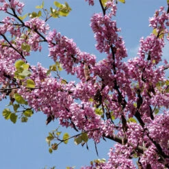Cercis Siliquastrum
