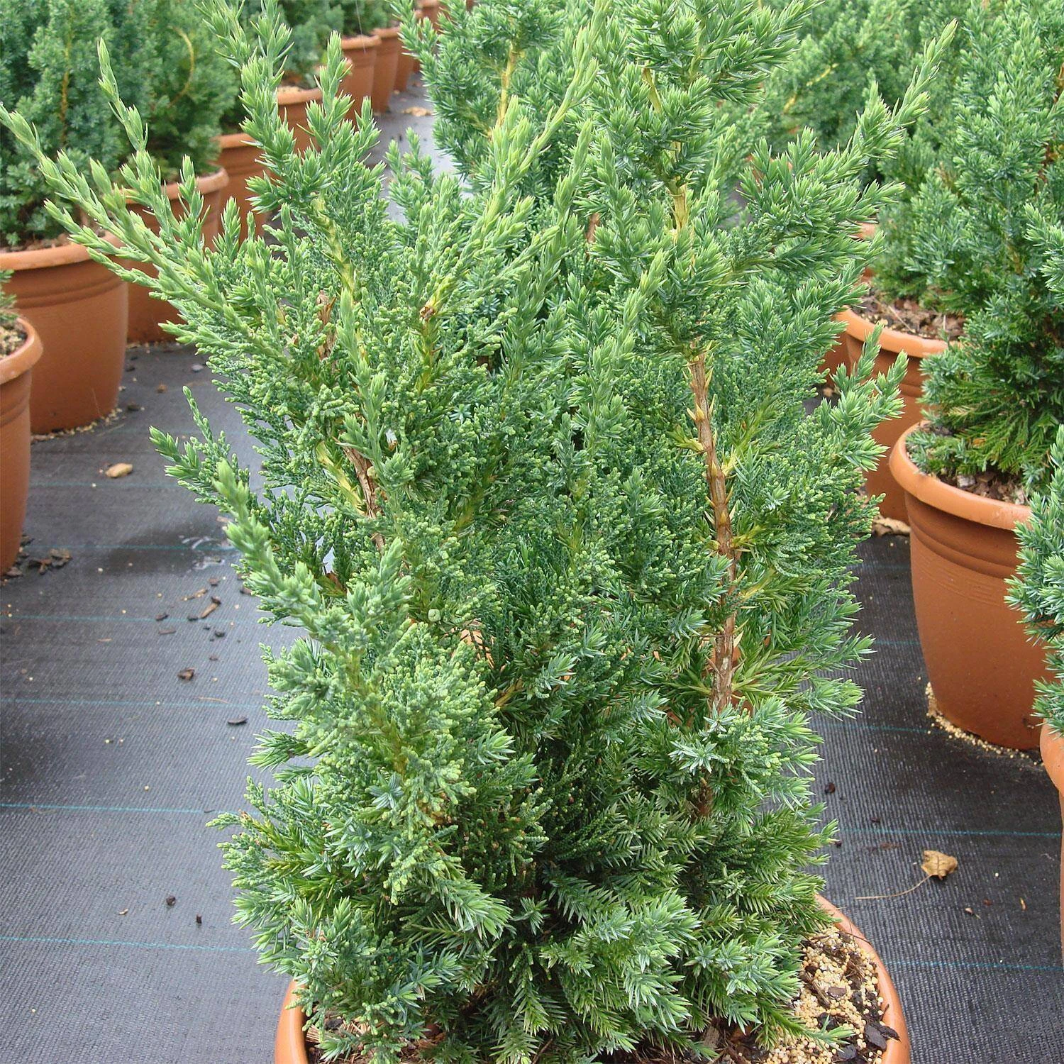 Juniperus Chinensis 'Robusta Green'